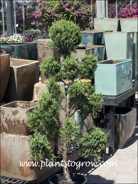 A topiary form of Robusta Juniper.